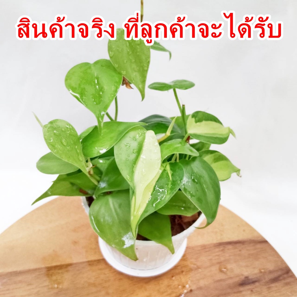 พลูบราซิล(2สี)💦ไว้ห้องน้ำได้💦พร้อมกระถางขนาด3นิ้ว ไม้ฟอกอากาศ - รูปที่ 5