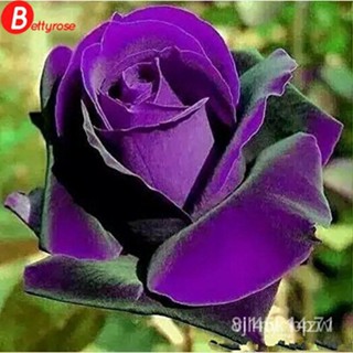 ผลิตภัณฑ์ใหม่ เมล็ดพันธุ์ 10PC Bonsai roses.Germany rare purple dragon rose seeds. Flowering plants DV6R/ผักสลัด/ขายด O6