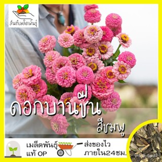 ผลิตภัณฑ์ใหม่ เมล็ดพันธุ์ จุดประเทศไทย ❤เมล็ดพันธุ์เมล็ดอวบอ้วน ดอกบานชื่น สีชมพู 100 เมล็ด Pink Luminosa Zinnia/ดอก 5NR