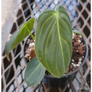 ผลิตภัณฑ์ใหม่ เมล็ดพันธุ์ สปอตสินค้า❤Philodendron Melanochrysum ฟิโลเดนดรอน เมลาโนไคลซัมเมล็ดอวบอ้วน 100% รอคอยที่/เ FC9