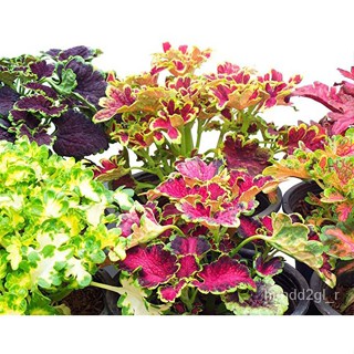 ผลิตภัณฑ์ใหม่ เมล็ดพันธุ์ 2022เมล็ดอวบอ้วน  ฤาษีผสม Coleus hybridus rainbow 100 เมล็ด เมล็ดอวบอ้วนนำเข้าจาก อังก/ดอก SMF