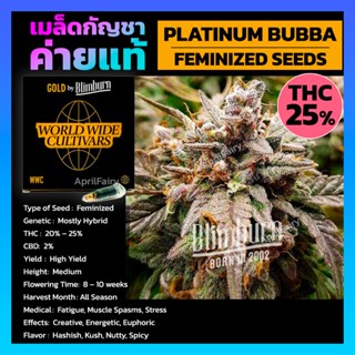 เมล็ดพันธุ์กัญชา PLATINUM BUBBA โฟโต้ เพศเมีย เมล็ดกัญชานอก THC สูง เมล็ดค่าย Blimburnseeds รับประกัน แท้100% แบ่งขาย