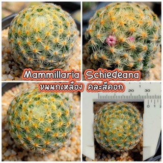 กระบองเพชร แมมขนนกเหลือง Mammillaria Schiedeana ดอกสีน่ารัก สายแมม (ไม้เมล็ดลุ้นสีดอก)  [แคดตัส, กระบองเพชร, แมมขนนก]