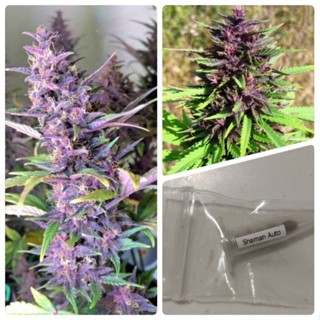 เมล็ดสายพันธุ์Shaman Strain Auto/photoperiod บรีดเพศเมีย90-95%