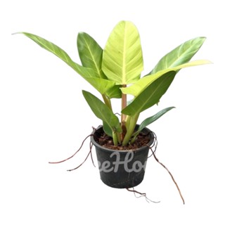 ฟิโลเดนดรอน เศรษฐีรวยทรัพย์สีทอง (Philodendron Melanonii ghost) กระถาง 8 นิ้ว