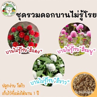 ผลิตภัณฑ์ใหม่ เมล็ดพันธุ์ เมล็ดพันธุ์ ชุด ดอกบานไม่รู้โรย ดอกไม้ ปลูกง่าย  บานไม่รู้โรยสีแดง/บานไม่รู้โรยสีชมพู//ขายด ER