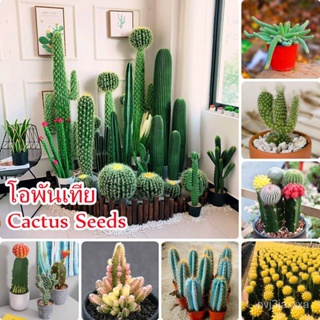 （คุณภาพสูง เมล็ด）เมล็ดพันธุ์ แคคตัส กระบองเพชร Cactus Seeds Flower Seeds เมล็ดแคคตัส 50ชิ้น/ถ/ง่าย ปลูก สวนครัว /ดอก Y10