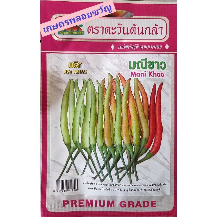 เมล็ดพันธุ์ พริก มณีขาว ตราตะวันต้นกล้า บรรจุประมาณ 30-40เมล็ด พริกส้ม พริกบ้านๆ