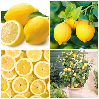 ผลิตภัณฑ์ใหม่ เมล็ดพันธุ์ จุดประเทศไทย ❤Binhi Pantanim Citrus Lemon Fruit 5 Seeds Binhi Pantanim Outdoor Garden /ขายดี N