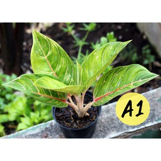 อโกนีมา กวักเงินกวักทอง,แก้วกาญจนา,Aglaonema เลือกต้นได้ ส่งทั้งกระถาง