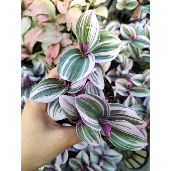 ก้ามปูหลุดด่างชมพู nanouk น่ารักมากก😁 จัดส่งกะถางดำนะคะ - รูปที่ 3