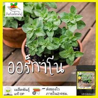 ผลิตภัณฑ์ใหม่ เมล็ดพันธุ์ 2022เมล็ดอวบอ้วน ออริกาโน 500 เมล็ด Oregano เมล็ดอวบอ้วนแท้ นำเข้าจากต่างประเทศ พืชผัก/ขายดี X