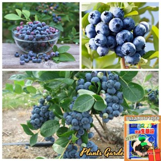 （คุณภาพสูง เมล็ด）เมล็ดพันธุ์ บลูเบอร์รี่ Blueberry Seeds ต้นผลไม้ เมล็ดบอนไซ พันธุ์ไม้ผล  (แต/อินทรีย์ ผัก ปลูก /ขายด CH