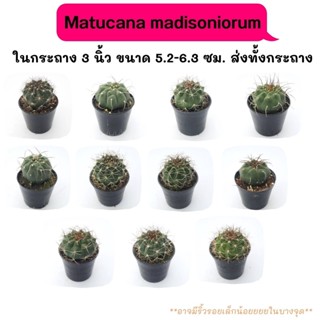 MT032-MT033  Matucana madisoniorum มาตูกาน่า  Cactus กระบองเพชร พืชอวบน้ำ พืชทะเลทราย ตะบองเพชร