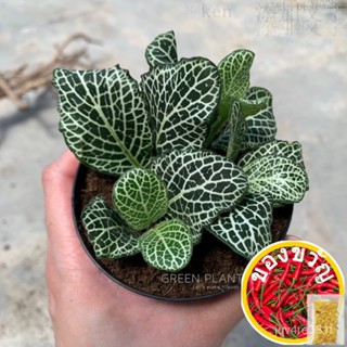 GPS Green Plant Society fittonia Plant (Terrarium Plant) จิวเวลรี่/ผ้าโพกหัว/ผู้ชาย/ชุดชั้นใน/ไฟแช็ก/หูกันหนาว/โปโล/เทอร