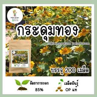 เมล็ดพันธุ์ดอกกระดุมทอง Melampodium paludosum บรรจุ 200 เมล็ด อัตราการงอกสูง