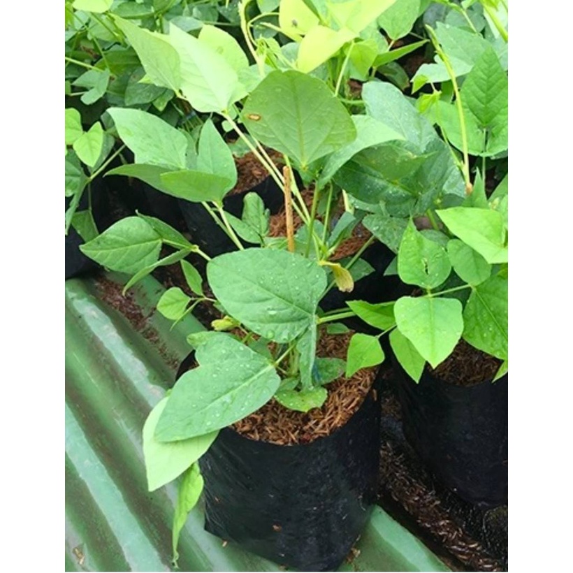 ต้นพันธุ์ ต้นถั่วพู  ถุงดำ 29 บาท ปลูกง่าย โตไว ให้ผลผลิตสูง ทนต่อโรคและแมลง ขนาดถุง 4x6 ซ.ม.