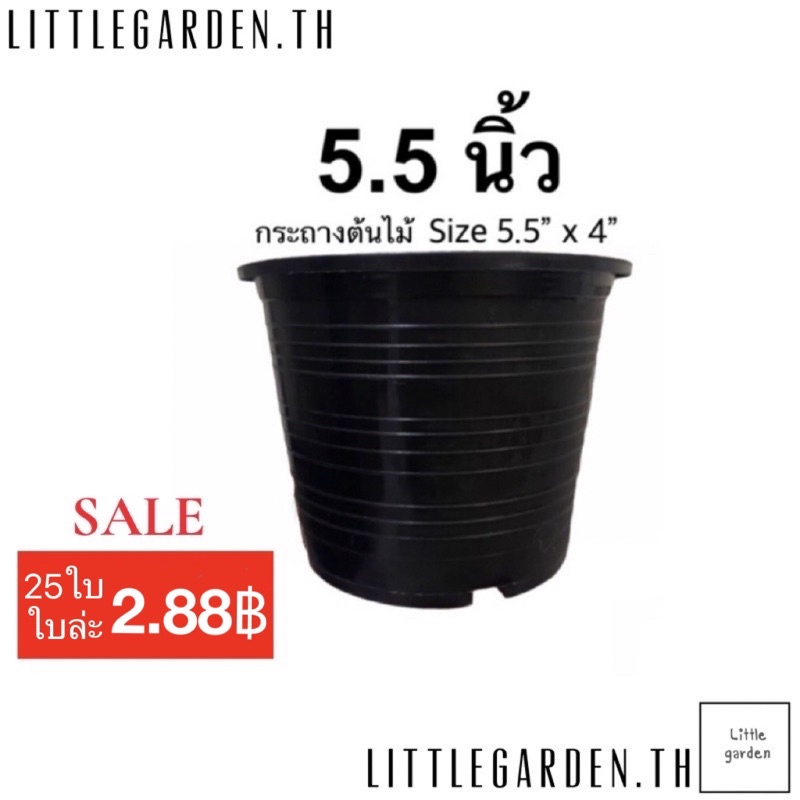 ซื้อ Little กระถางแคคตัส 5 นิ้ว 5.5 นิ้ว