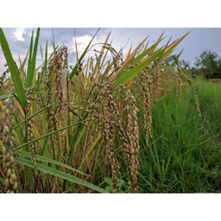 เมล็ดพันธ์ข้าวเหนียวไก่น้อยสีทอง จำนวน 1 กก.ปลูกทั้งปี เมล็ดพันธุ์ใหม่ปี 66 ความงอก 90% กลิ่นหอมนุ่ม .