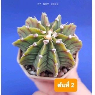 🌵🌵🌵ยิมโนลูกผสม ไม้เมล็ด🌵ยิมโนLB HB .🌵 Gymno