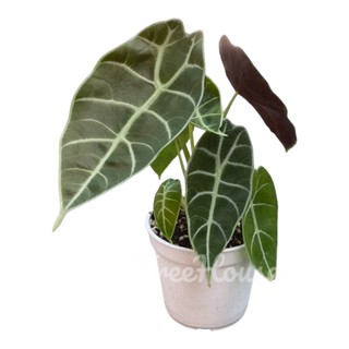 อโลคาเซีย วอทโซเนียน่า 4-5 ใบ (Alocasia Watsoniana) กระถาง 4 นิ้ว