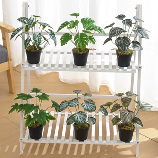 【AG】Artificial Plant Fade-less Full of Vitality Ornamental Luxury Patterned Green Simulation Plant for Home