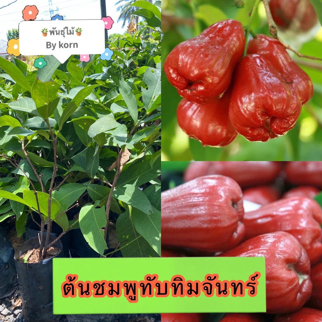 ต้นชมพู่ทับทิมจันทร์​ พร้อมส่ง สำคัญกรุณาสั่งซื้อในเวลา12:00น.-00:00น.