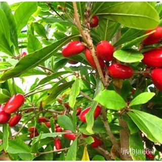 ผลิตภัณฑ์ใหม่ เมล็ดพันธุ์ 2022ต้นมิราเคิล (Synsepalum dulcificum Miracle fruit; Miracle berry) ต้นมหัศจรรย์ หรือ/ขายด 0P