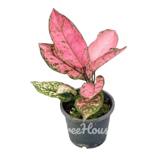 วาเลนไทน์ อโกลนีมา วาเลนไทน์ (Aglaonema valentine) กระถาง 6 นิ้ว