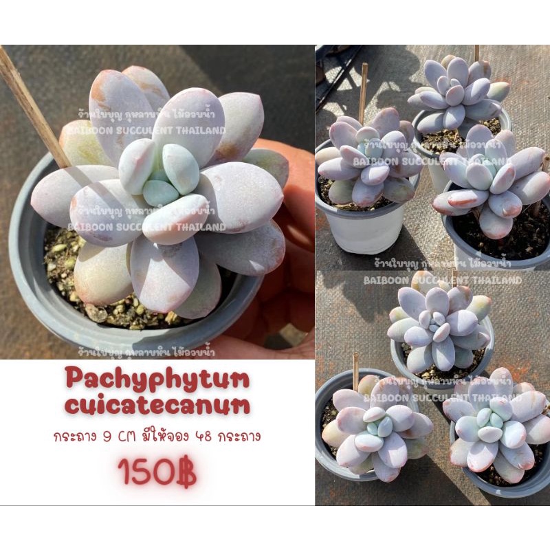 pachyphytum cuicatecanum ลูกอมฟ้า กุหลาบหิน ไม้อวบน้ำ Echeveria Haworthia Succulent