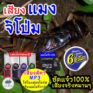 (MP3เสียงต่อสัตว์) เสียงแมงจิโป่ม จิ้งโกร่ง [6ชั่วโมง] ใส่แฟลชไดร์ฟ/เมม เก็บเงินปลายทาง เสียงดี ชัด100% ไม่มีโฆษณาแทรก