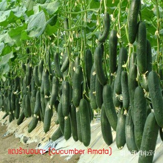 ผลิตภัณฑ์ใหม่ เมล็ดพันธุ์ จุดประเทศไทย ❤เมล็ดอวบอ้วน แตงร้านอมตะ (Cucumber Amata) 65 เมล็ด ปลูกง่าย ปลูกได้ทั่วไ/ขายด AU