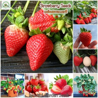 （คุณภาพสูง เมล็ด）เมล็ดสตอเบอรี่ Strawberry Seeds Fruit Plants Bonsai Seeds เมล็ดพันธุ์ สตรอเบ/ง่าย ปลูก สวนครัว /ดอก U2V