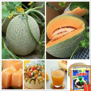 （คุณภาพสูง เมล็ด）ประเทศไทยพร้อมสต็อก 100 ชิ้น เมล่อนแค็ท Hami Melon Seeds Cantaloupe Seeds Or/ง่าย ปลูก สวนครัว /ขายด L9