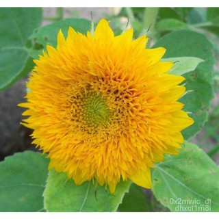 ผลิตภัณฑ์ใหม่ เมล็ดพันธุ์ 2022เมล็ดอวบอ้วน ทานตะวันเท็ดดี้ (Teddy Bear Sunflower Seed) บรรจุ 35 เมล็ด คุณภาพดี  /ดอก OR0