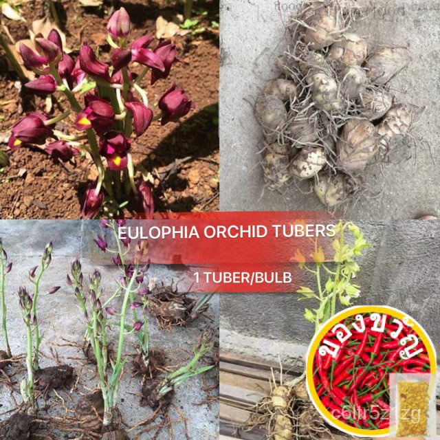 Eulophia Orchid 1 Tuber/bulb ผ้าโพกหัว/ผ้าลินิน/รองเท้า/แอปเปิ้ล/ถั่ว/ดอกไม้/กุหลาบ/ 8AWR