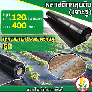 พลาสติกคลุมดิน กว้าง 120 ซม. 1.2 เมตร เจาะรู 50 ซม. ยาว 400 หลา ผ้าคลุมดิน คลุมวัชพืช พลาสติกคลุมหญ้า อย่างดี