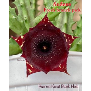 เก๋งจีน Huernia Korat Black Hole *กิ่งเด็ดสด* แคคตัส ไม้อวบน้ำ Cactus and Succulent