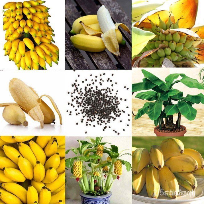 ผลิตภัณฑ์ใหม่ เมล็ดพันธุ์ 202250 เมล็ด เมล็ดอวบอ้วนต้นกล้วยแคระ ต้นกล้วย กล้วยหอมกล้วยจิ๋ว ต้นไม้ประดับ ต้นไม้ม คล/เมล็ด