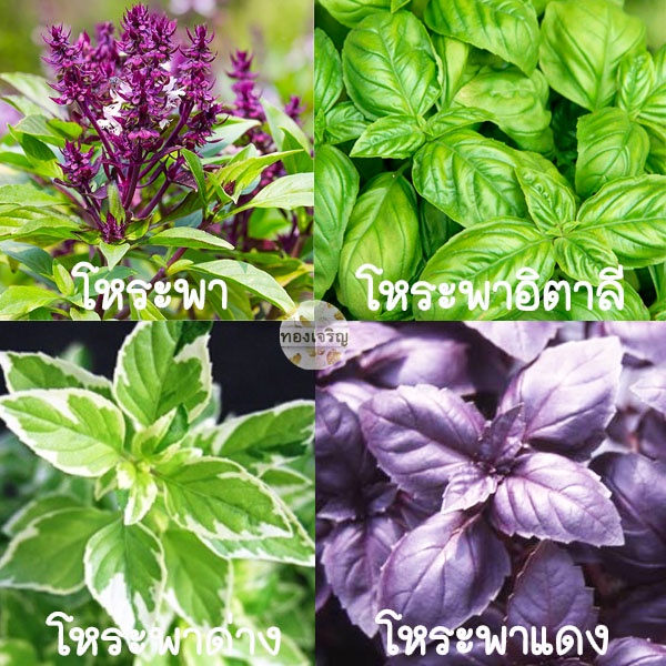 โหระพา รวมทุกพันธุ์ ถูกที่สุด10บ. เมล็ดพันธุ์โหระพา☘ปลูกง่าย  ขึ้นไว หอมมาก
