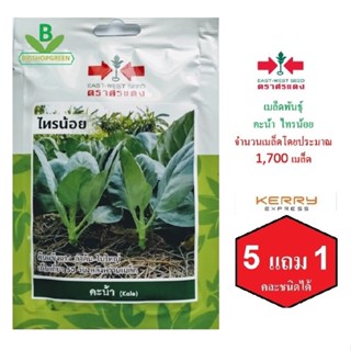 5 ฟรี 1 คละได้ เมล็ดพันธุ์ คะน้า ไทรน้อย ตราศรแดง  เมล็ดผัก เมล็ดพันธุ์พืช  เมล็ดพืช  เมล็ดพันธุ์ผัก ผักสวนครัว