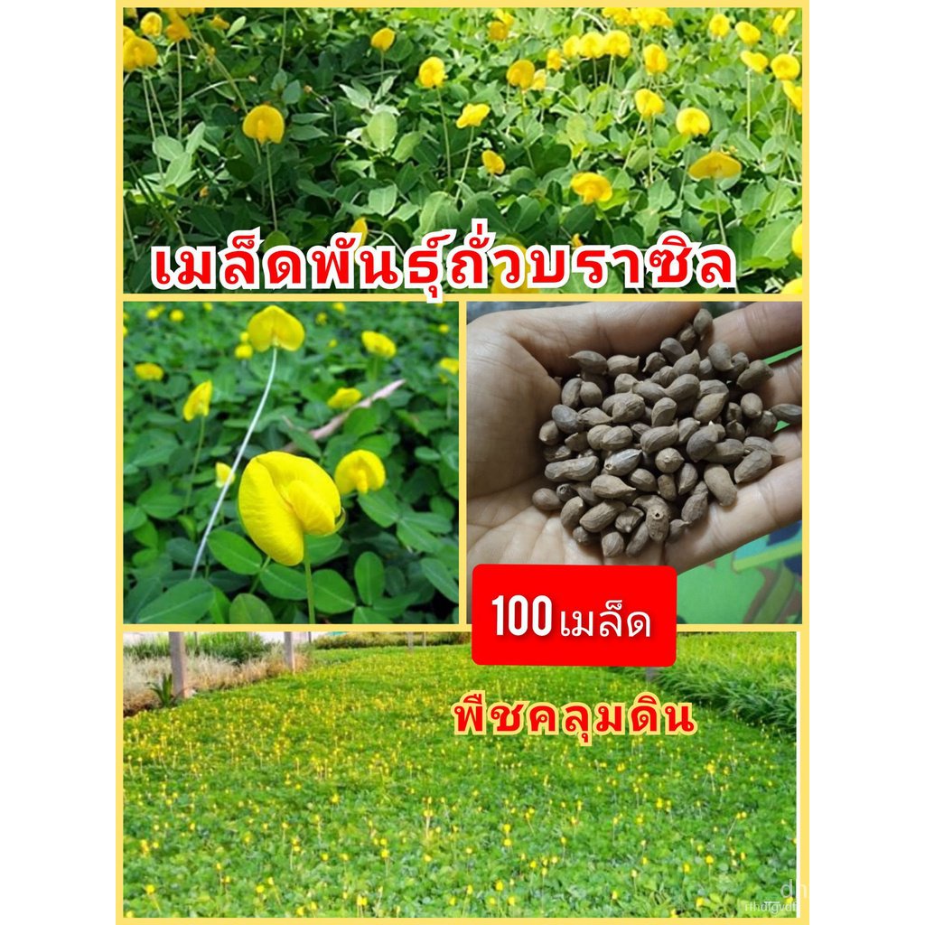 ผลิตภัณฑ์ใหม่ เมล็ดพันธุ์ จุดประเทศไทย ❤เมล็ดพันธุ์เมล็ดอวบอ้วนถั่วบราซิล 100เมล็ด ปลูกประดับสวยงาม พืชคลุมดิน  /ดอก ROG