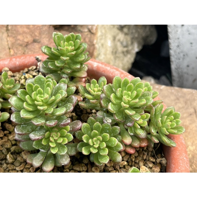 Sedum Joyce Tulloch ไม้อวบนำ้ น่ารักๆ กระถาง 2 นิ้ว รูปที่ 7