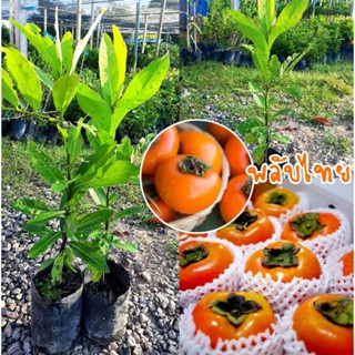 ต้นพลับไทย🌱🍊พลับไทยพร้อมส่ง(รับประกันสินค้าชำรุดเสียหาย)