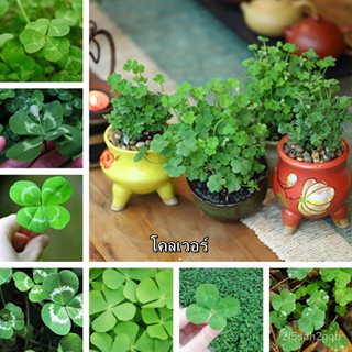 （คุณภาพสูง เมล็ด）ประเทศไทย พร้อมสต็อก โคลเวอร์ Three Leaf Clover ​200 เมล็ดพันธุ์ ต้นไม้ประดับ ต้นไม/ง่าย ปลูก ส/ผักสลัด