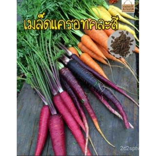 （คุณภาพสูง เมล็ด）เมล็ดพันธุ์ แครอทคละสี 50 เมล็ด (Rainbow Mixed Carrot Seed)เมล็ดพันธุ์แท้นำเข้า/ง่าย ปลูก สวนคร/ผักสลัด