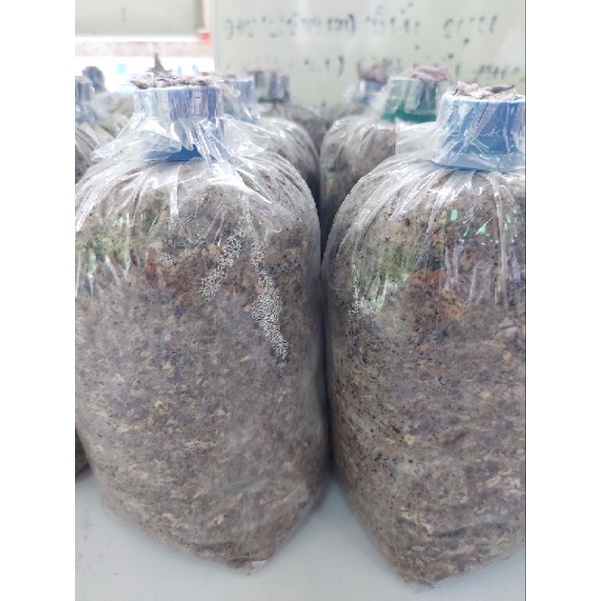 เชื้อเห็ดฟาง5ก้อน90บาทดอกใหญ่แถมฟรีคู่มือวิธีเพาะ