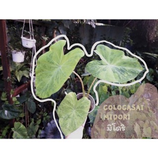 มิโดริ colocasia midori