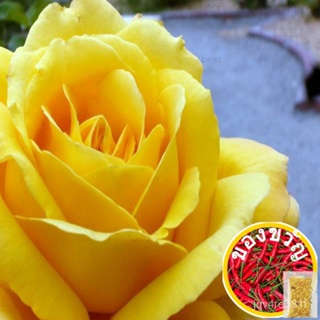 100pcs Topaz Rose seeds Blooming Plants บอนไซพืชกลางแจ้ง ทานตะวัน/มะละกอ/ดอกไม้/ KRU3