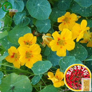 สีเหลือง Tropaeolum Majus เมล็ด Bonsai ดอกไม้เมล็ดกระถางต้นไม้ดอกไม้10อนุภาค/กระเป๋า P003ธรรมชาติ/piece/สเปน/ตารางกระจัด